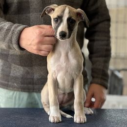 Whippet puppies from Hounds of Christeva