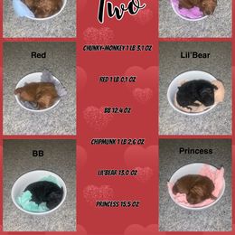 Poodle Puppies from Gabrielle’s AKC Toy Poodles