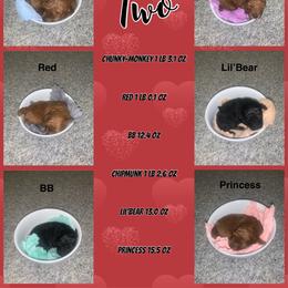 Poodle Puppies from Gabrielle’s AKC Toy Poodles