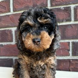 Boy 1 - Merle male Cockapoo puppy in Granger, Iowa from M&M Cockapoos of Iowa