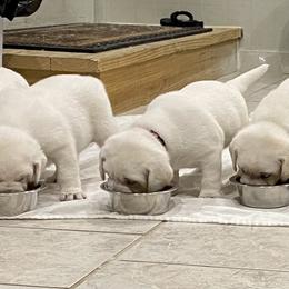 Labrador Retriever Puppies from Bohlken Labradors