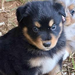 Zephyr - Black tri male Miniature Australian Shepherd puppy in Patterson, North Carolina from DreamLine Aussies