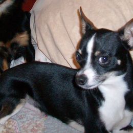 Boomer - Chihuahua