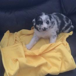 Australian Shepherd puppies from Narita Farms Aussies