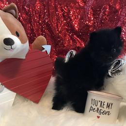 AKC CKC boy Knight - Black male Pomeranian puppy in Taylor, Texas from Regal Poms