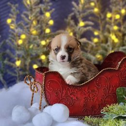 Girl 3 - Pembroke Welsh Corgi puppy in Gig Harbor, Washington from Pacific Northwest Pembroke Welsh Corgis