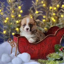 Girl 3 - Pembroke Welsh Corgi puppy in Gig Harbor, Washington from Pacific Northwest Pembroke Welsh Corgis