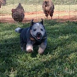 Australian Cattle Dog Puppies from Cindy McKinney's Australian Cattle Dogs