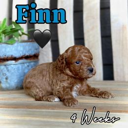 Finn - Red male Cavapoo puppy in Runaway Bay, Texas from Green Ranch Doodles
