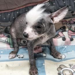 Chihuahua and Chinese Crested Puppies from Western Kentucky Chihuahua’s and Chinese Crested’s