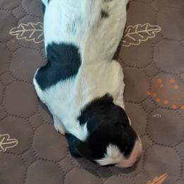Cherry Silver - Parti female Double Doodle puppy in Johnston, Iowa from Trinity Doodles