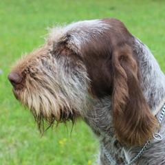 Peg - Spinone Italiano