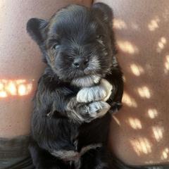 Miniature Schnauzer Puppies from Devon Dunlap