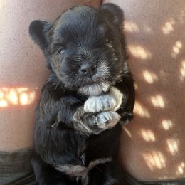Miniature Schnauzer Puppies from Devon Dunlap