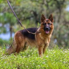Dayo - German Shepherd