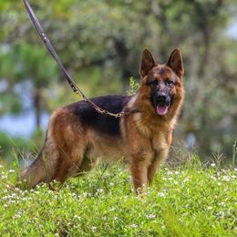 Dayo - German Shepherd