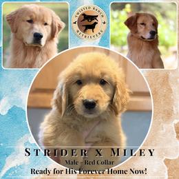 Red Collar - Dark golden male Golden Retriever puppy in Fair Oaks, California from Twisted Ranch Retrievers