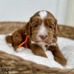 Paisley - Caramel female Australian Labradoodle puppy in Morgan Hill, California from Loving Labradoodles