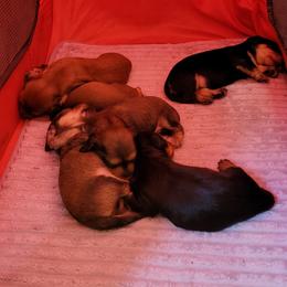 Dachshund Puppies from CLARK'S BREEDING PROGRAM