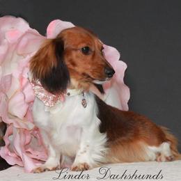 Bailey - Dachshund
