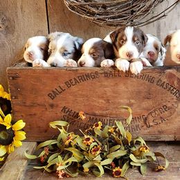 Australian Shepherds from Triple B Quarter Horses