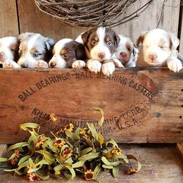 Australian Shepherds from Triple B Quarter Horses