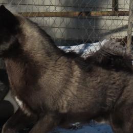 Vader - Siberian Husky