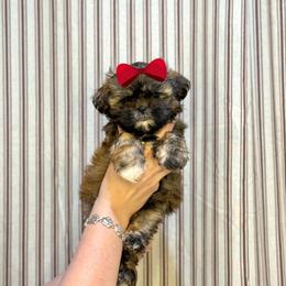 Girl 3 - Sable and white female Shih Tzu puppy in Seguin, Texas from Dolled Up Shih Tzus