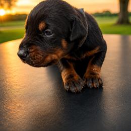 Blue boy - Black and rust male Doberman Pinscher puppy in Peru, Indiana from De luxe dobermans