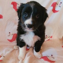 Luna - Black and white female Border Collie puppy in Watsontown, Pennsylvania from Kate Gresham