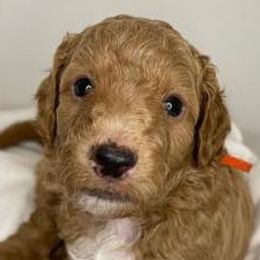 Goldendoodles from Doodles By Z