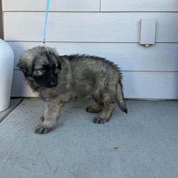 Huntsman (Light Blue) - Gray sable male Shiloh Shepherd puppy in Vancouver, Washington from North By Northwest Shilohs “NBNW”