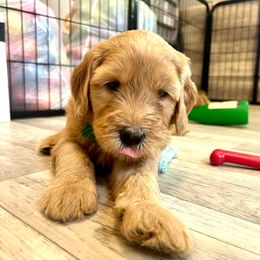 Titan - Cream Goldendoodle puppy in Toledo, Ohio from Doodle Devotion