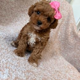 Girl 2 - Red  female Poodle puppy in Miami, Florida from Sakura Poodles