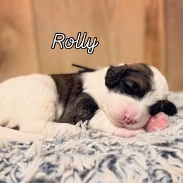 Boy 1 - Black and white male Sheepadoodle puppy in Danville, Indiana from Marley’s Doodle Ranch