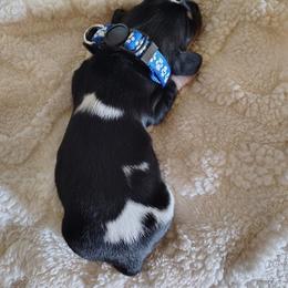Dachshund Puppies from Witchy Woman’s Wiener’s