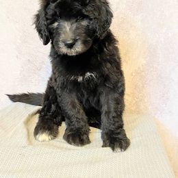 Aussiedoodle, Australian Shepherd, Bernedoodle, Cockapoo, and Poodle Puppies from Sis' Doodles & Poodles
