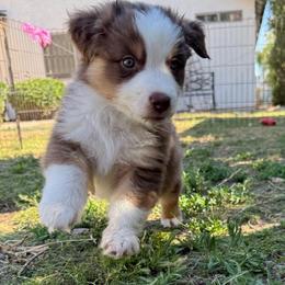 Stone - Red tri-color male Miniature American Shepherd puppy in Phoenix, Arizona from Outlaw Minis