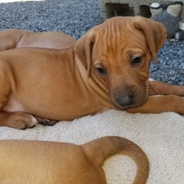 Rhodesian Ridgeback Puppies from Willowist Rhodesian Ridgebacks