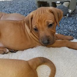 Rhodesian Ridgeback Puppies from Willowist Rhodesian Ridgebacks