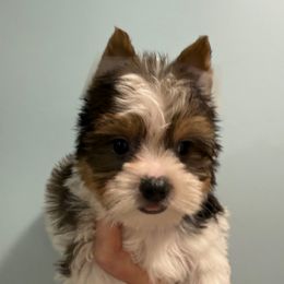Dallas - Parti male Yorkshire Terrier puppy in Independence, Kentucky from 4paws4ever by Design
