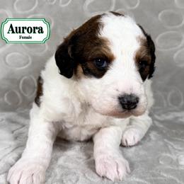 Aurora - Sable female Bernedoodle puppy in Milan, Indiana from Doodles & Spice