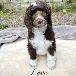 Love - Parti female Poodle puppy in Hanover Township, Pennsylvania from Apricity Poodles