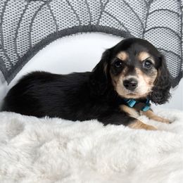 Snickers (Blue Collar) - Black and cream male Dachshund puppy in Redding, California from Jean & Mae Doxies