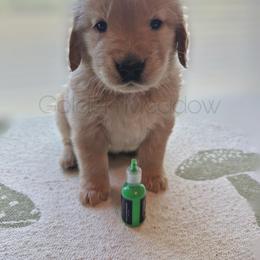 Pleakley - Dark golden male Golden Retriever puppy in Florida from Golden Meadow