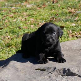 Licorice - Yellow male Labrador Retriever puppy in Buffalo Valley, Tennessee from Buffalo Valley Breeders