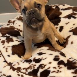 Bear - Blue fawn male French Bulldog puppy in Wichita, Kansas from Let's keep it frenchie!