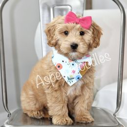 Daisy - Goldendoodle