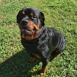 Rottweilers from Malina Robens