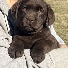 Venus - Chocolate Labrador Retriever puppy in Spring Hill, Kansas from Black Hawk Labradors